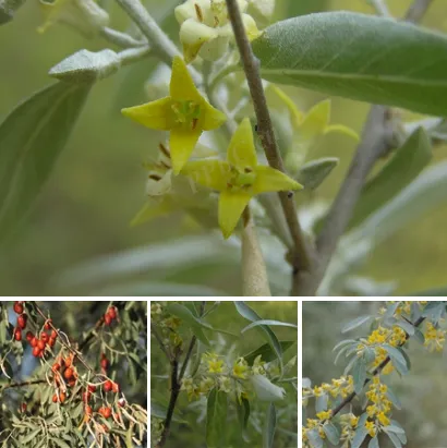 新疆化妆品新原料备案实现“零的突破”