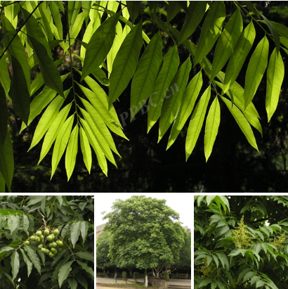 环亚完成2025年首个化妆品新原料备案！