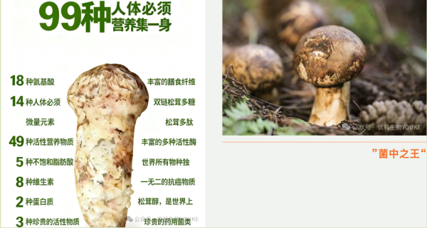 香格里拉松茸 × 发酵实验室，优科生物攻克发酵壁垒，喜获国家专利