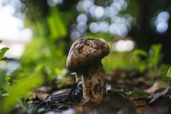 香格里拉松茸 × 发酵实验室，优科生物攻克发酵壁垒，喜获国家专利