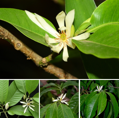 新原料备案+3!德之馨等国内外企业申报