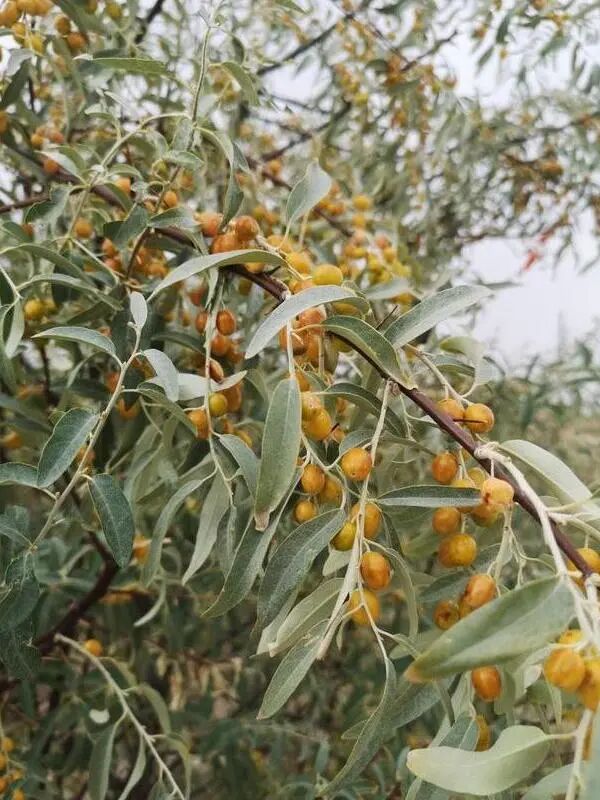 备案数量再创新高！10月化妆品新原料备案汇总