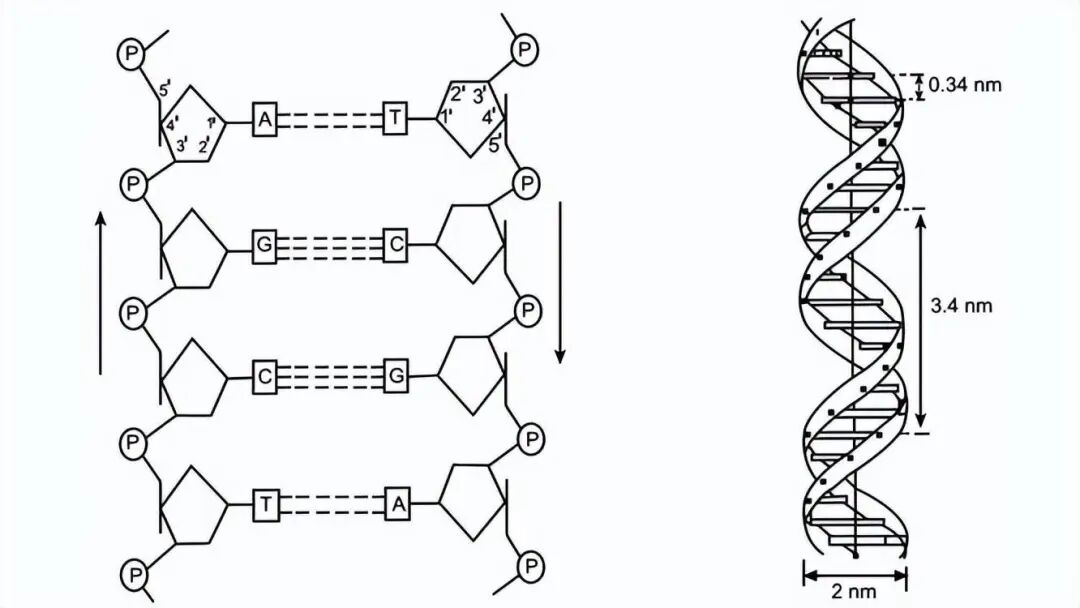 PDRN创新技术突破 ！