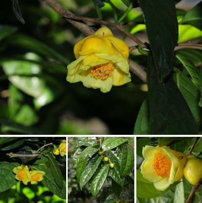 纳爱斯、沙特一企业等4家完成新原料备案