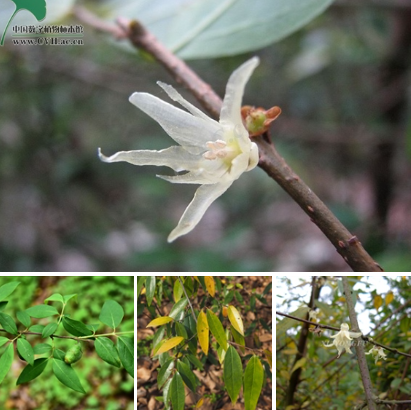 纳爱斯、沙特一企业等4家完成新原料备案