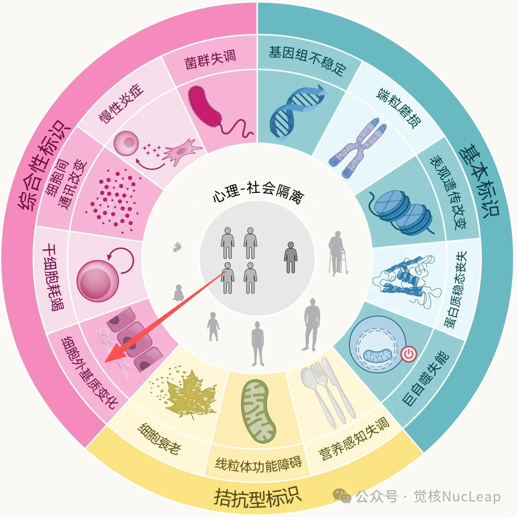 ECM：下一个热门抗衰新材料