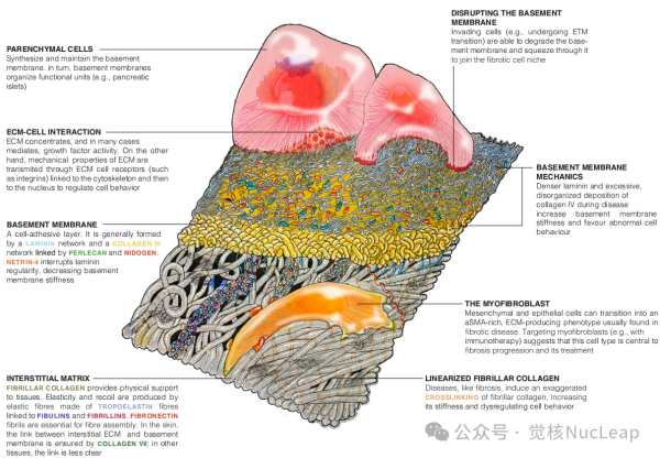 ECM:下一个热门抗衰新材料