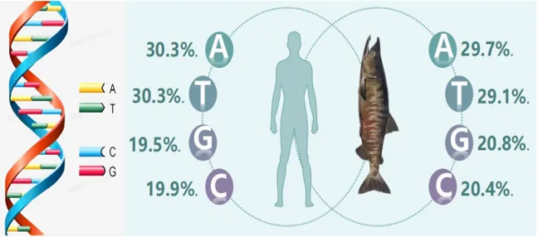 PDRN,械三首证要来了?
