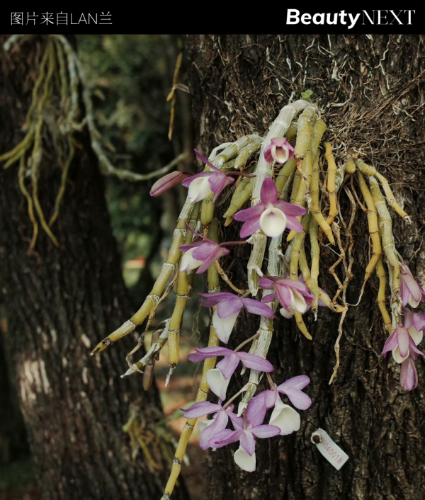 重磅｜欧莱雅集团首投中国护肤品牌「LAN兰」