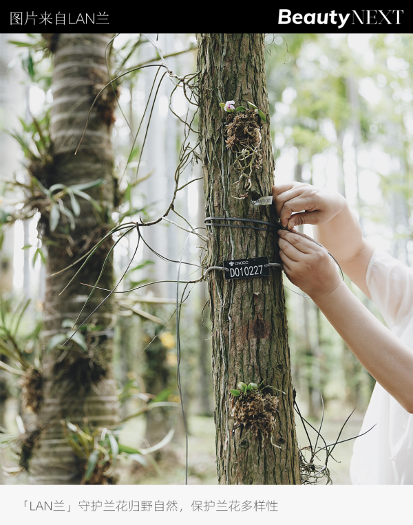 重磅｜欧莱雅集团首投中国护肤品牌「LAN兰」