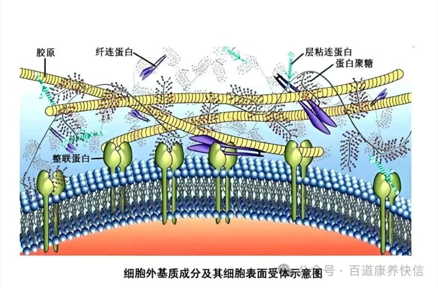 科技赋能护肤：ECM 细胞外基质 & PDRN 多核苷酸成分全解析