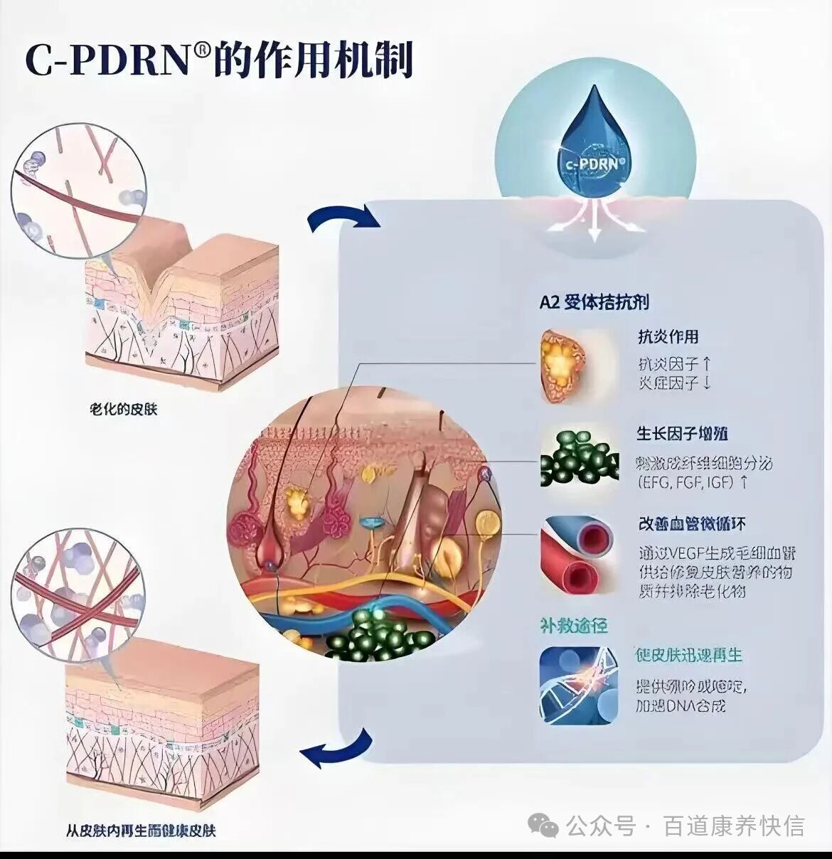 科技赋能护肤：ECM 细胞外基质 & PDRN 多核苷酸成分全解析