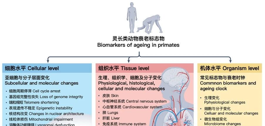 Nature 力荐：一张图看懂衰老本质，终结抗衰 “盲人摸象” 时代