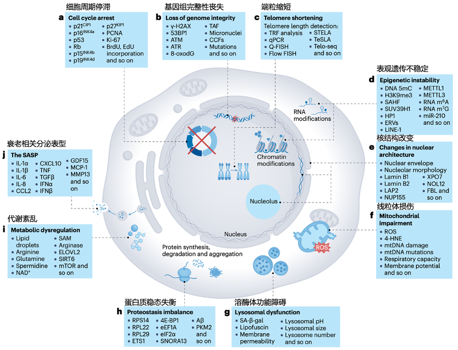 Nature 力荐：一张图看懂衰老本质，终结抗衰 “盲人摸象” 时代