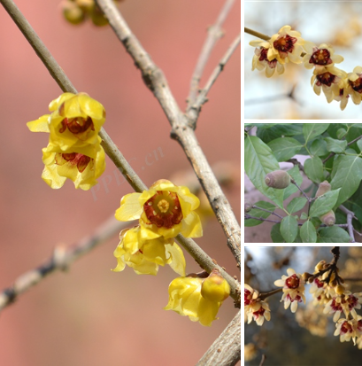 化妆品新原料蜡梅花油成功备案!