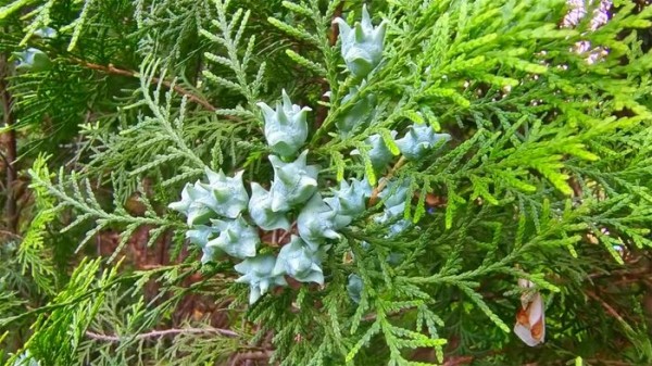 基于防脱发活性的侧柏叶原料应用特性与质控要点分析