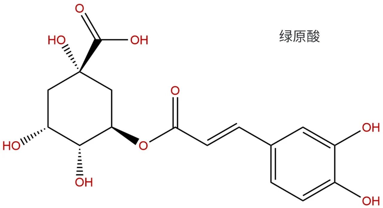 基于防脱发活性的侧柏叶原料应用特性与质控要点分析