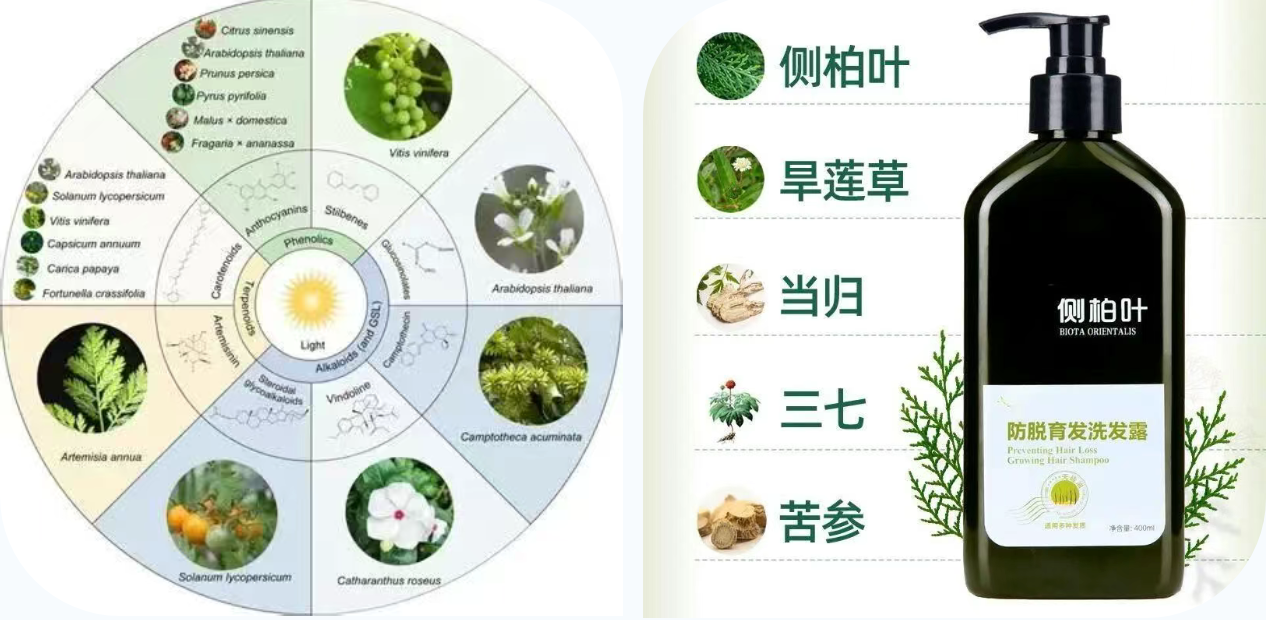 基于防脱发活性的侧柏叶原料应用特性与质控要点分析