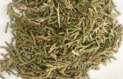 基于防脱发活性的侧柏叶原料应用特性与质控要点分析