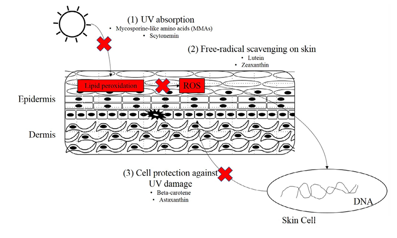 配方师干货：防晒体系中不可忽视的关键功效成分