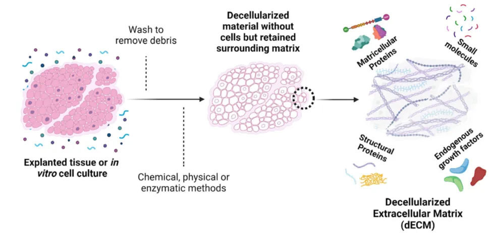 dECM 驱动医美抗衰材料迈入 4.0 时代，行业迎来新变革
