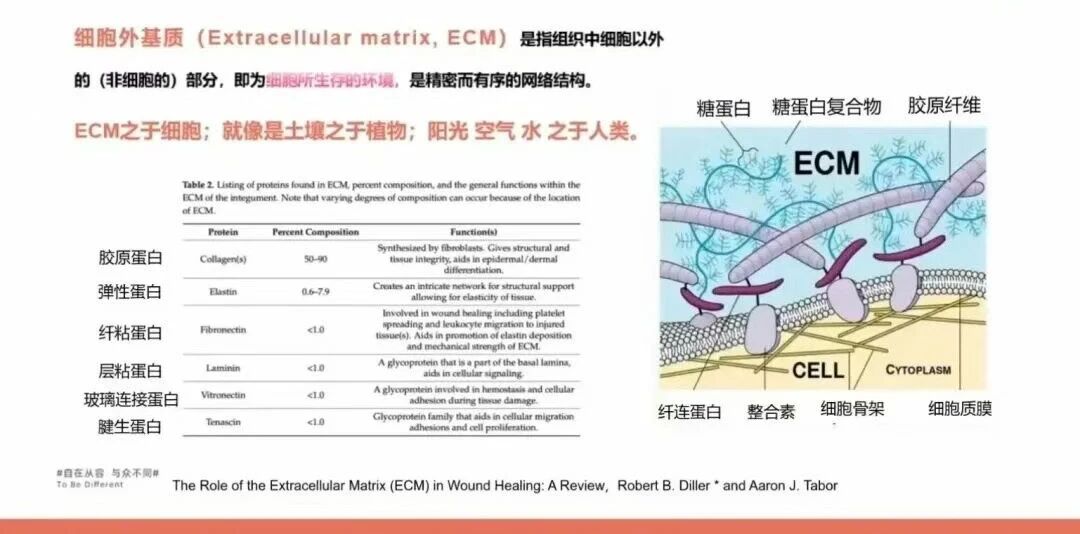 dECM 驱动医美抗衰材料迈入 4.0 时代,行业迎来新变革