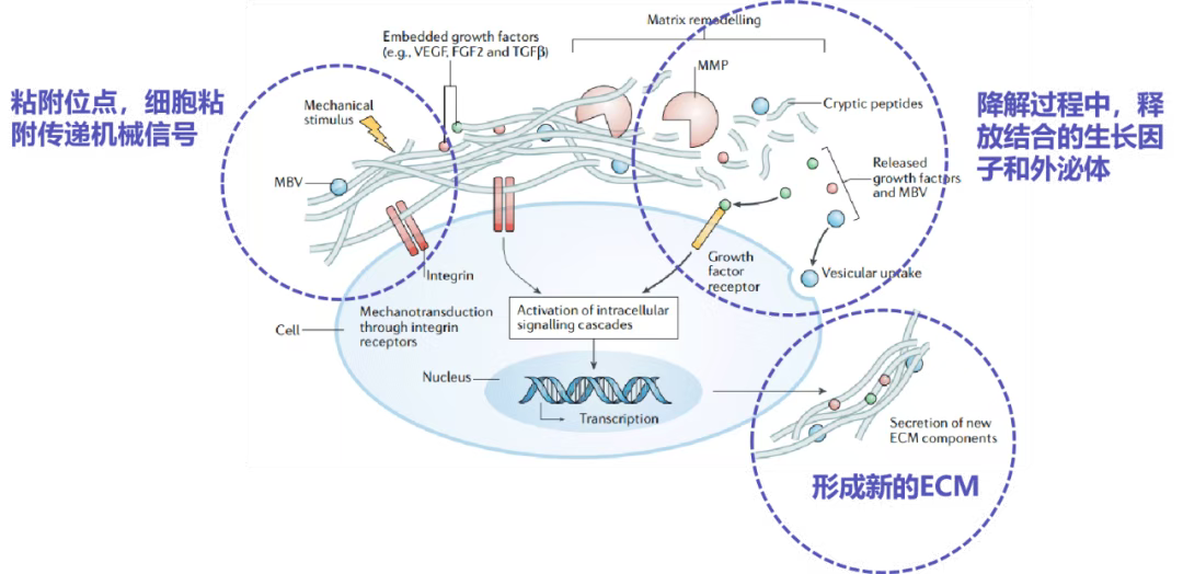 dECM 驱动医美抗衰材料迈入 4.0 时代，行业迎来新变革