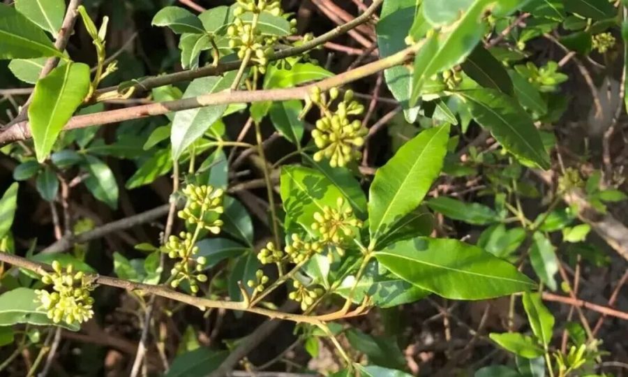 贵州首获化妆品新原料备案