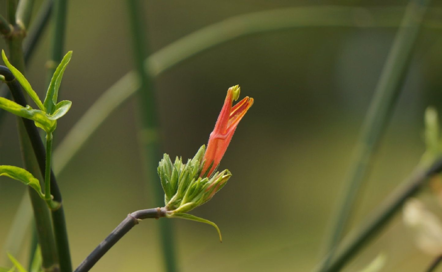 又一植提成分入局化妆品新原料