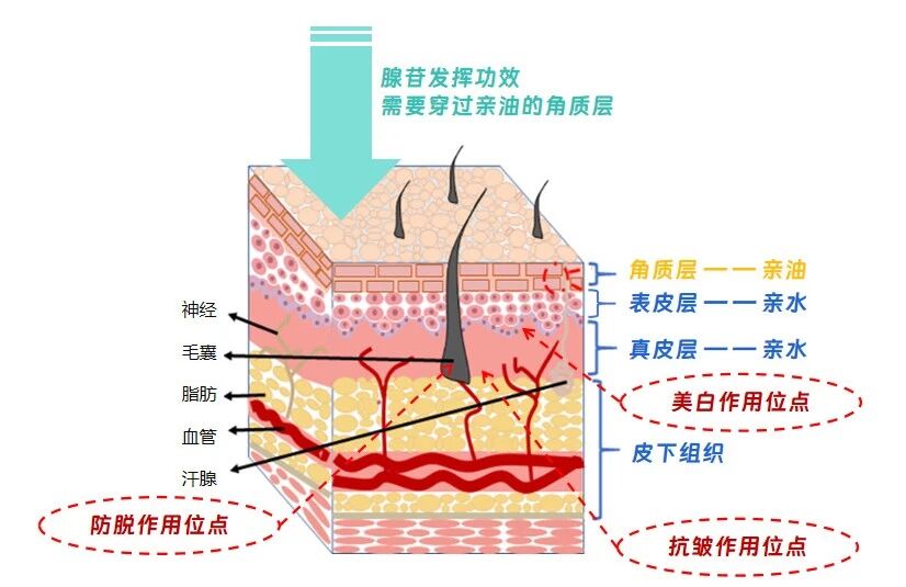 超分子腺苷改写个护效能的实战指南