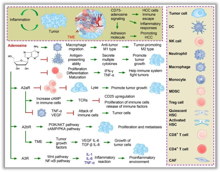 超分子腺苷改写个护效能的实战指南