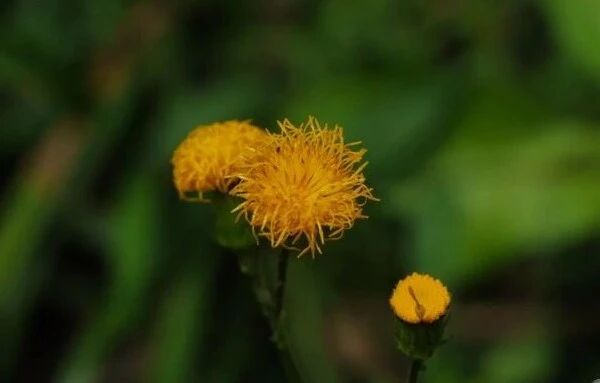 丸美再添新原料备案！