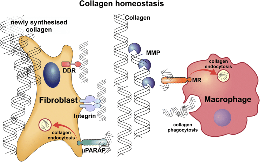 揭秘路博润全新抗老成分