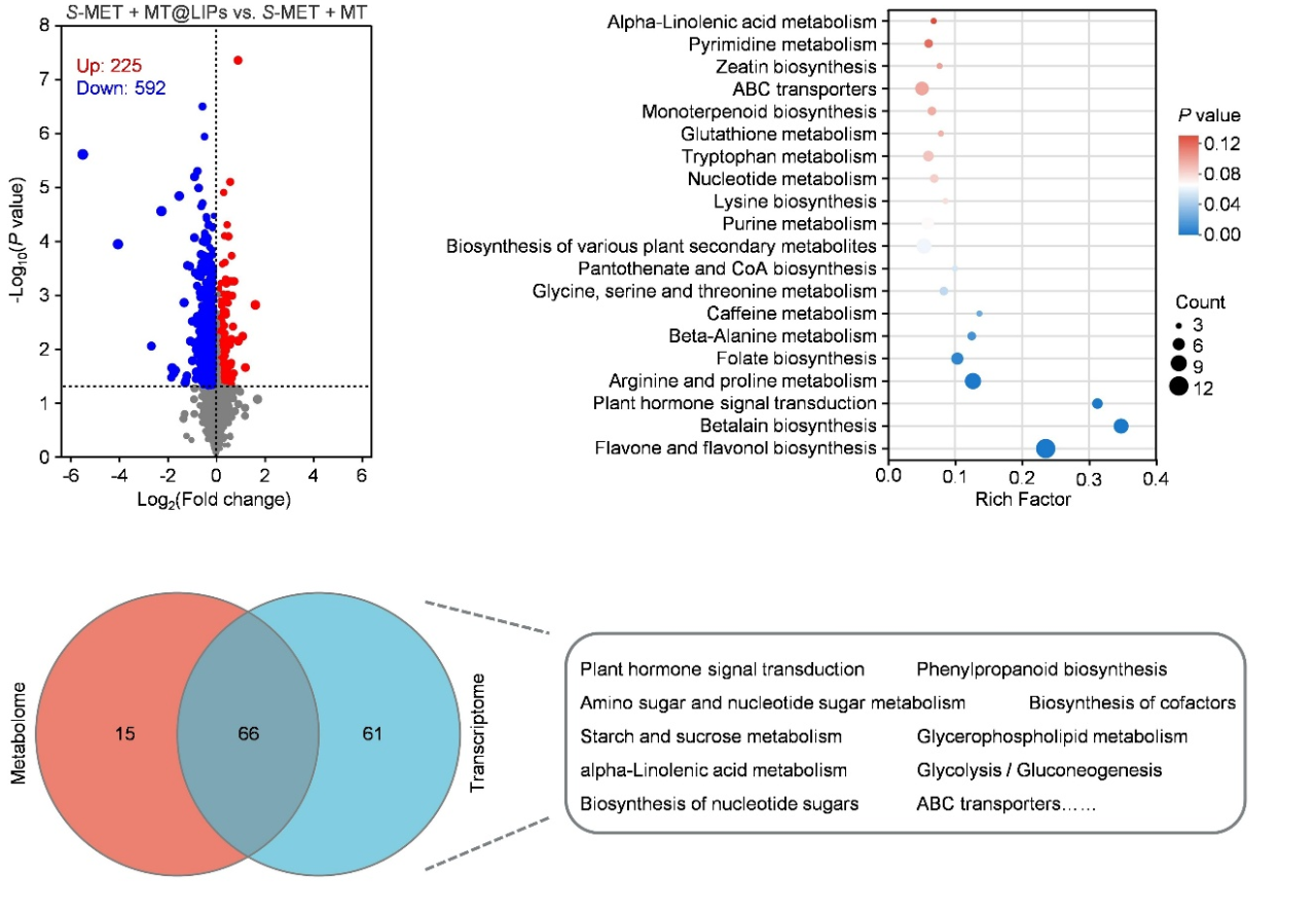 第三次联手！杉海创新×柏连阳院士团队再发顶刊论文，超分子纳米安全剂为玉米打造“分子护甲”