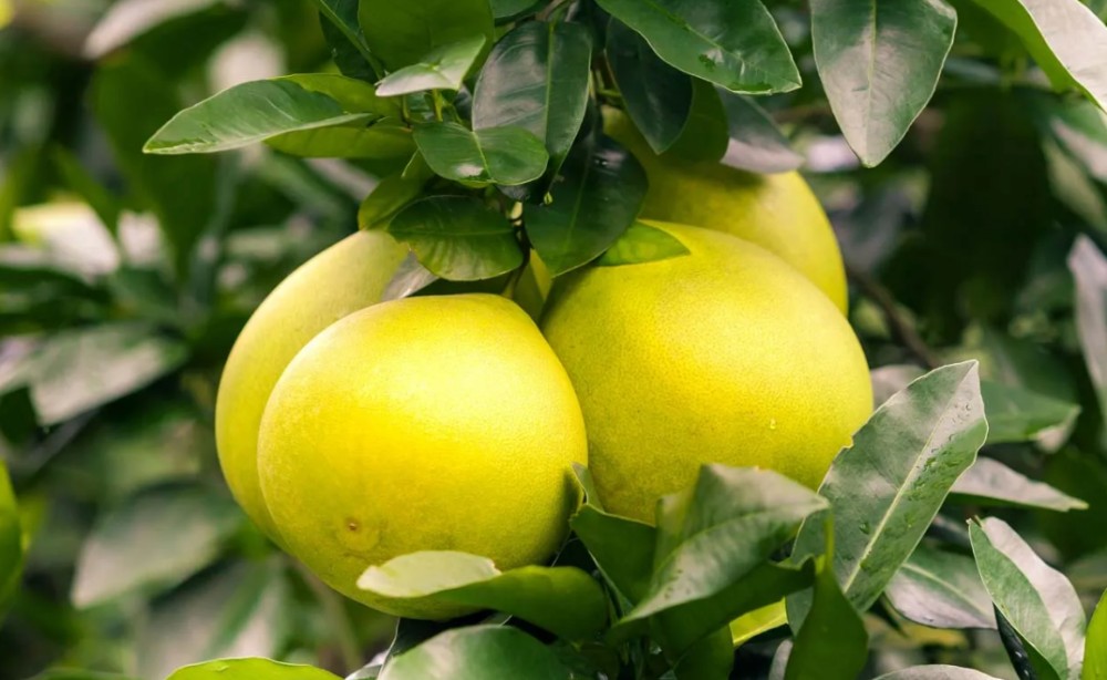 解锁美妆密码：《化妆品原料目录》里的柑橘属原料