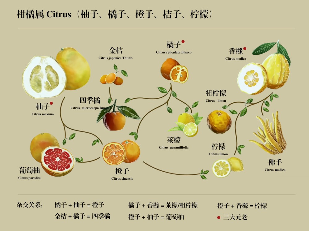 解锁美妆密码：《化妆品原料目录》里的柑橘属原料