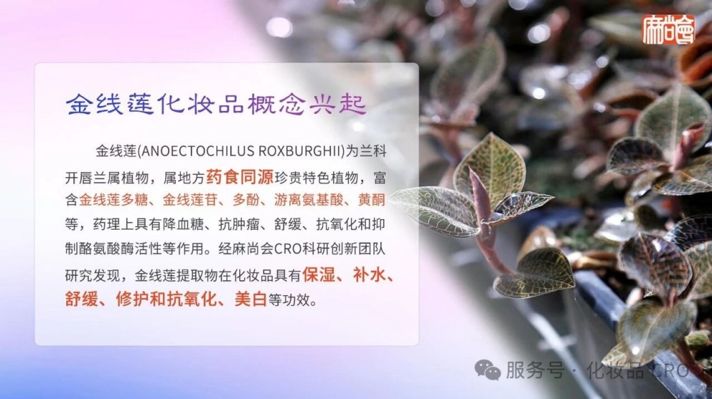 化妆品CRO金线莲新原料备案不止步，金线莲苷检测又获新成果