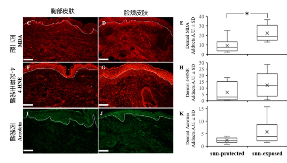 欧莱雅 + 资生堂双研究揭秘皮肤发黄的分子机制