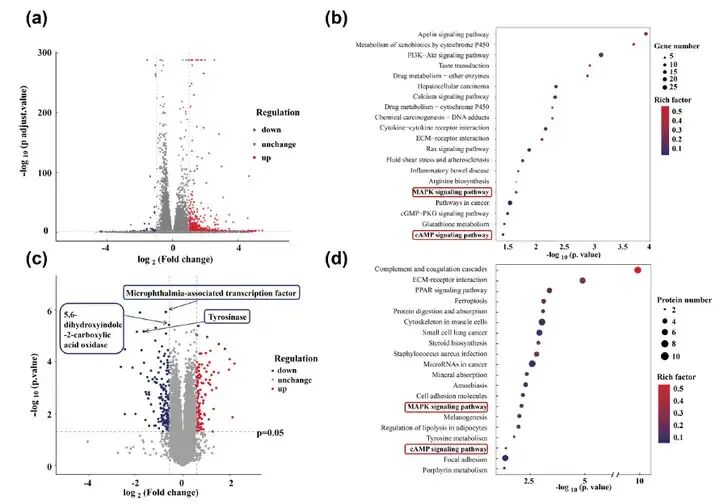 馥郁满铺×江南大学挖掘晚香玉的美白功效和分子机制
