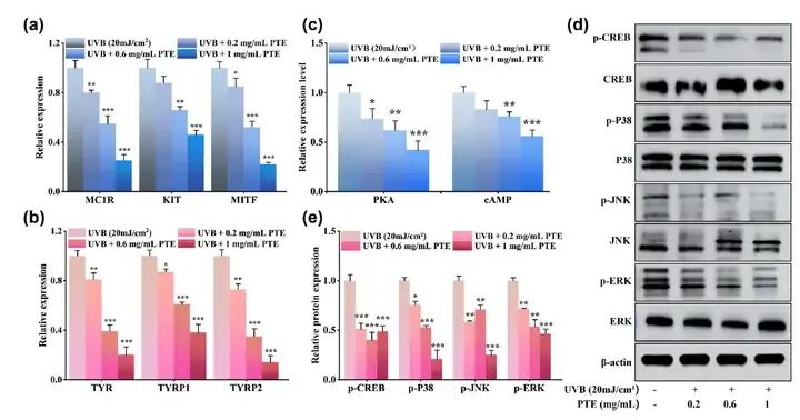 馥郁满铺×江南大学挖掘晚香玉的美白功效和分子机制