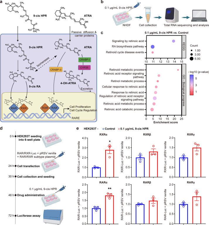 成分应用 || 优时颜探索9-顺式HPR在抗光老中的独特作用机制