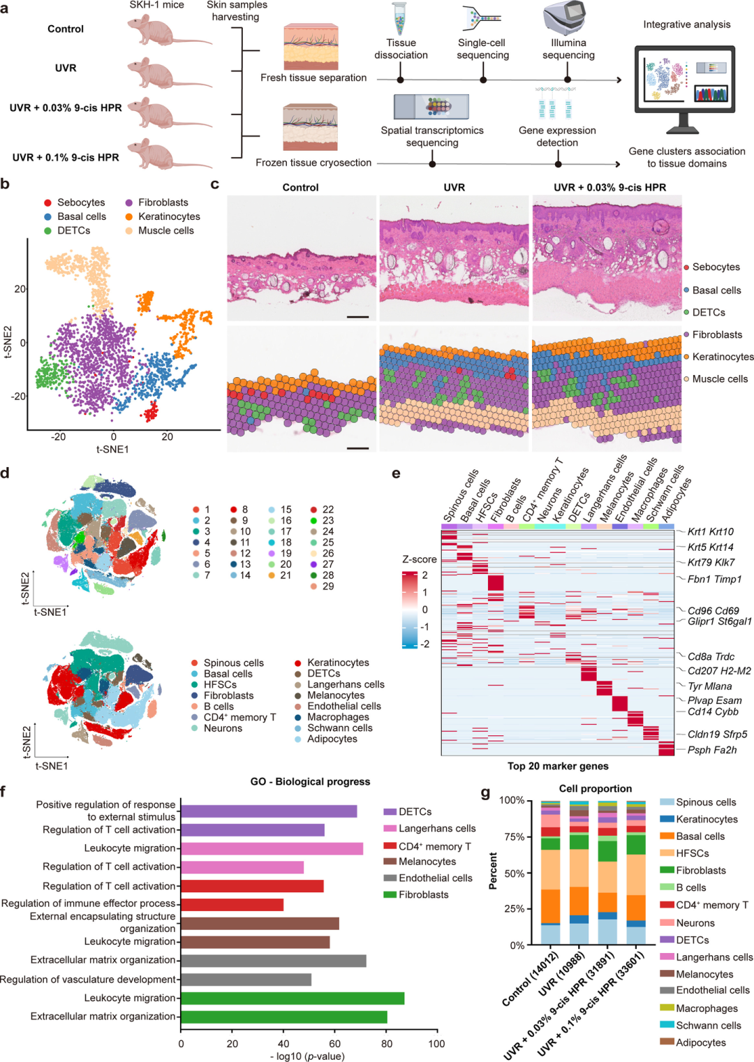 成分应用 || 优时颜探索9-顺式HPR在抗光老中的独特作用机制