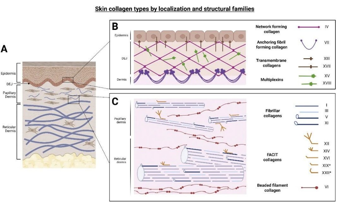 欧莱雅综述皮肤“胶原密码”：从青春肌理到衰老印记的科学透视