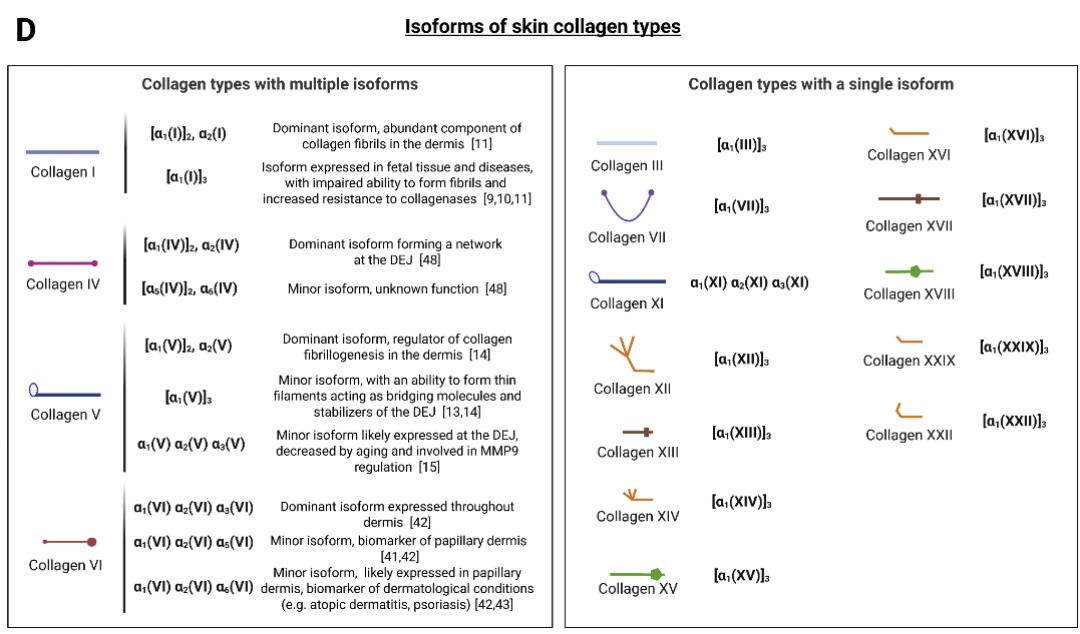 欧莱雅综述皮肤“胶原密码”：从青春肌理到衰老印记的科学透视