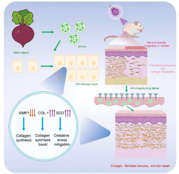 抗光老化新突破：Beta vulgaris纳米囊泡展现强大潜力