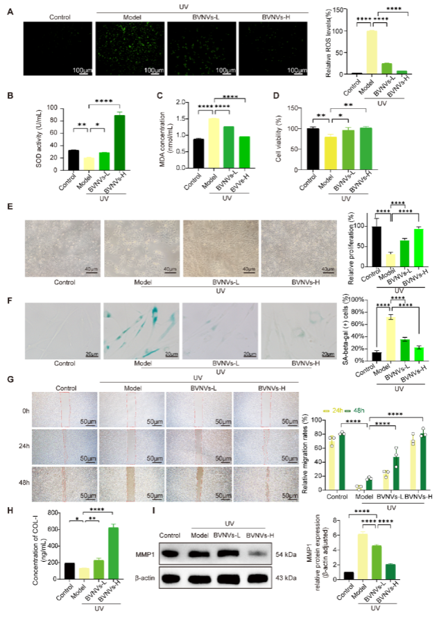 抗光老化新突破：Beta vulgaris纳米囊泡展现强大潜力