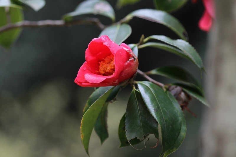 林清轩再备案两款红山茶原料，安利入局黑果枸杞