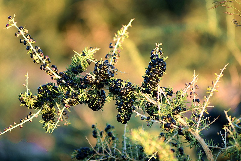 林清轩再备案两款红山茶原料，安利入局黑果枸杞