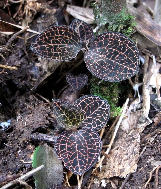 植提新原料再添新军！两款草本成分完成化妆品备案