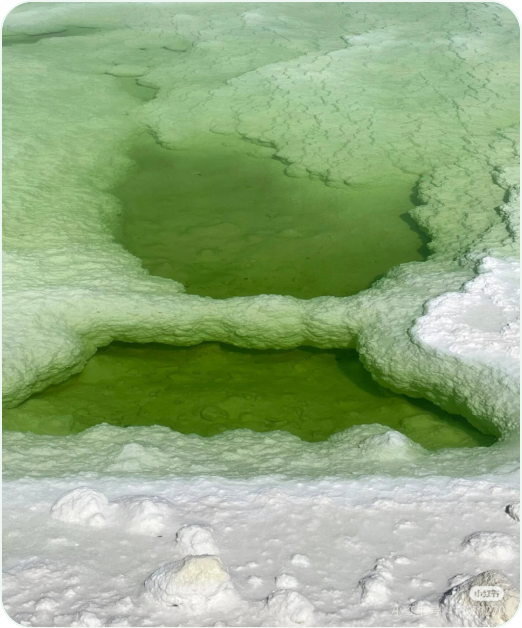 爱茉莉太平洋为什么选小球藻做 PDRN？微藻原料时代正式开启